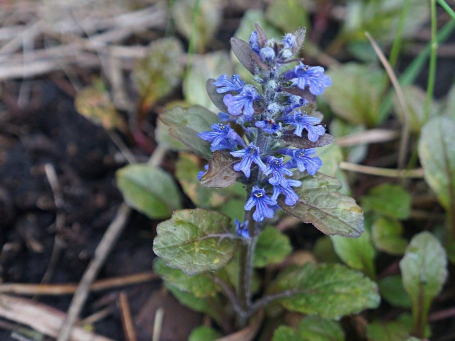 Аюга Туркестанская экстракт