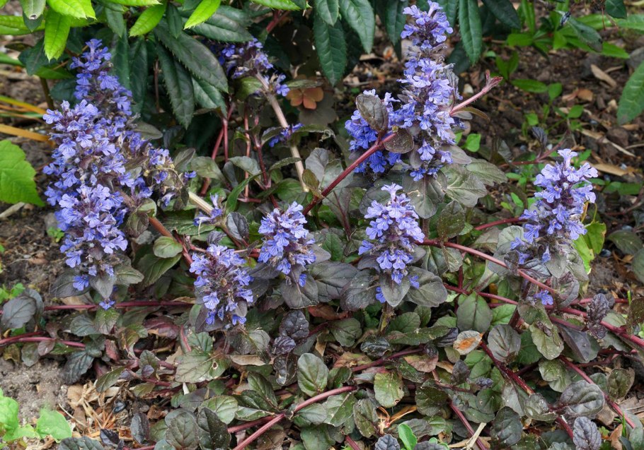 Аюга Ориенталис