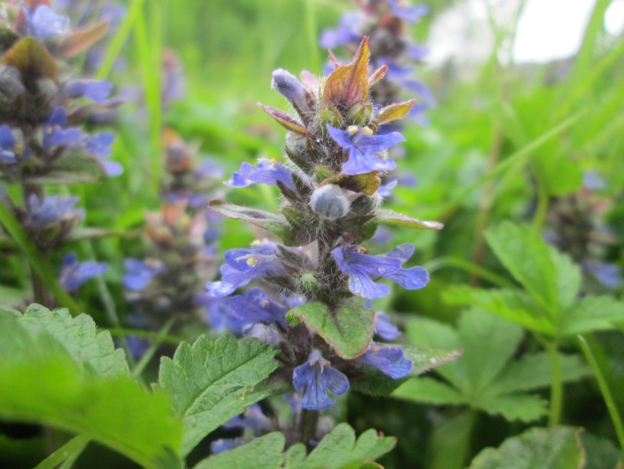 Аюга Туркестанская экстракт