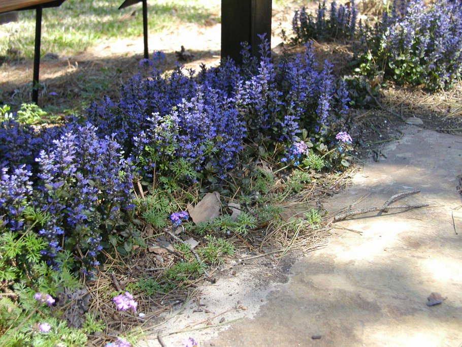 Ajuga Болгария