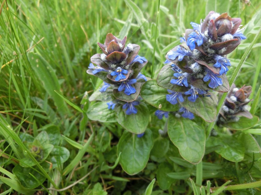 Живу́чка Туркеста́нская