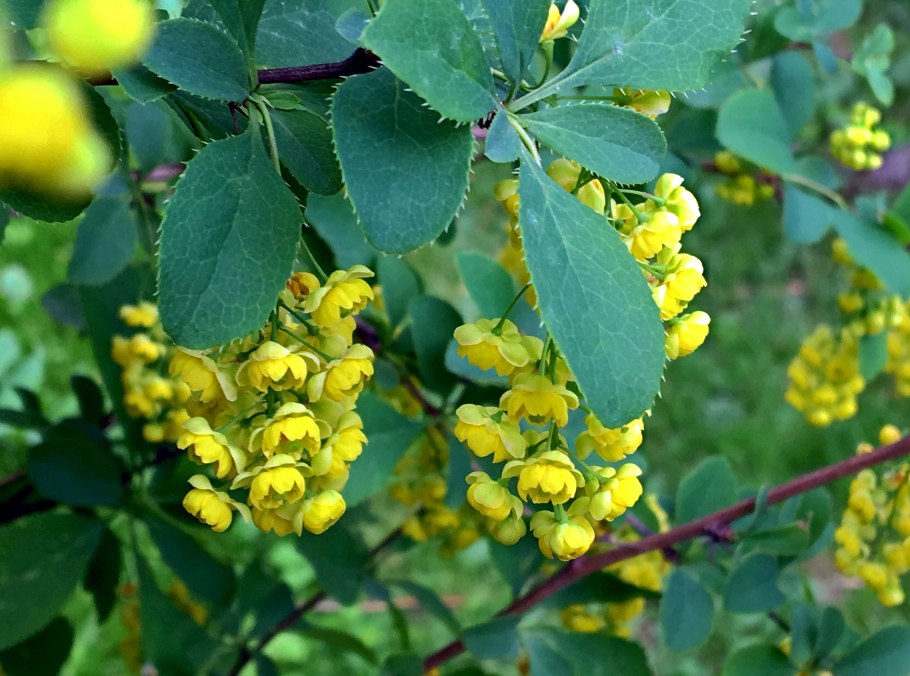 Барбарис Амурский (Berberis amurensis Rupr.)
