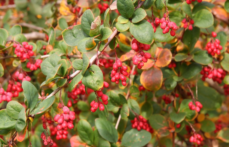 Барбарис Амурский Berberis amurensis
