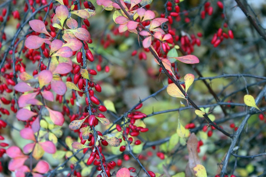 Барбарис Амурский Berberis amurensis