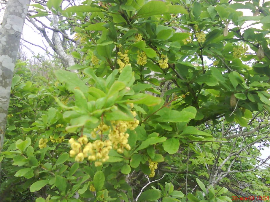 Барбарис Амурский Berberis amurensis