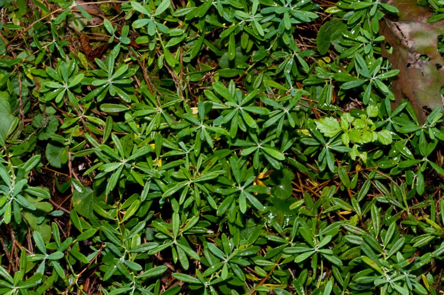 Зелигерия согнутоножковая