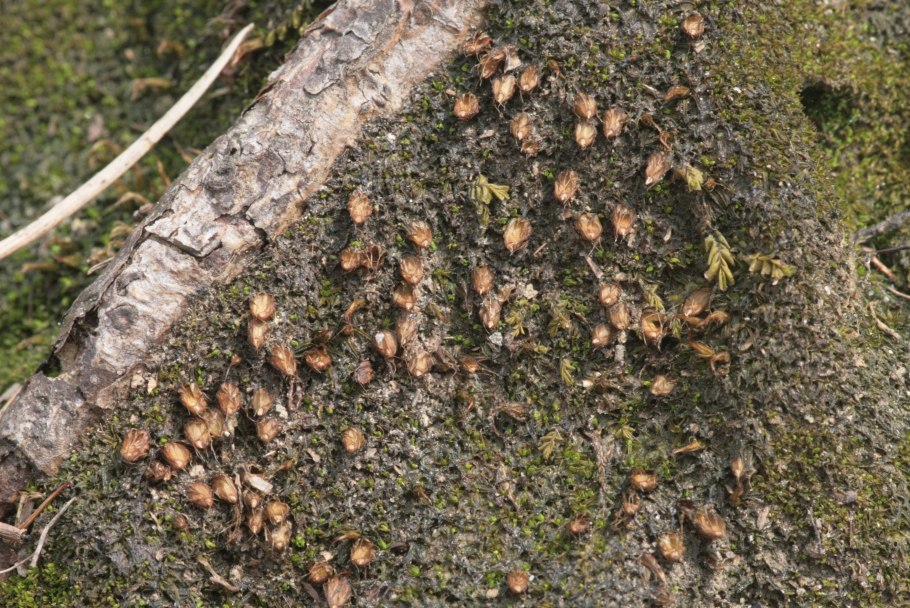 Мох Дифисциум