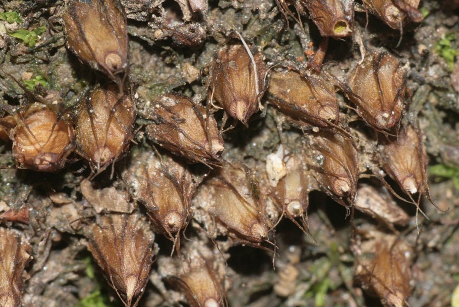 Лютик многолистный (Ranunculus polyphyllus)