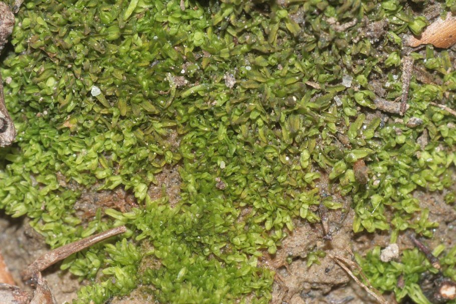 Мох Дифисциум многолистный