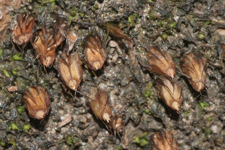 Эфемерум пильчатый