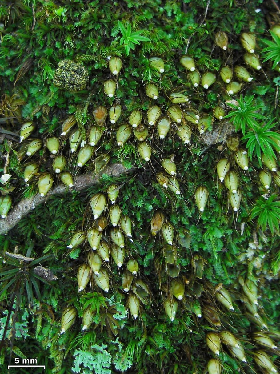 Carex cinerea, Sphagnum fuscum, Andromeda polifolia