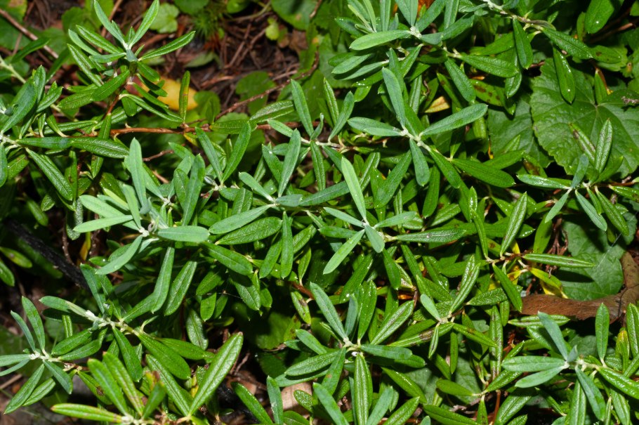 Да хвойники Андромеда многолистный