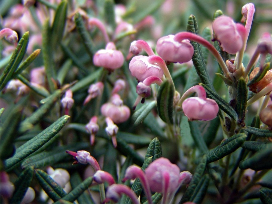 Андромеда pospolita