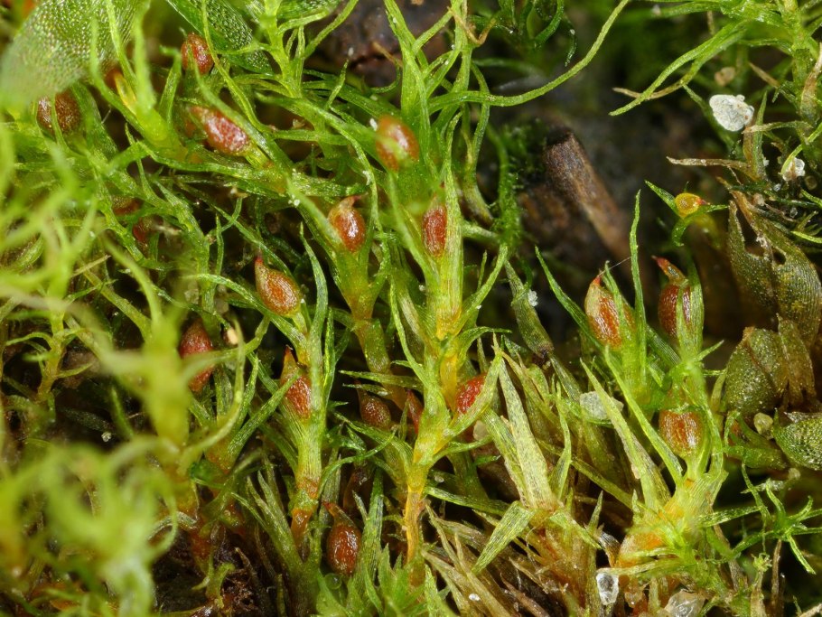 Sphagnum nemoreum