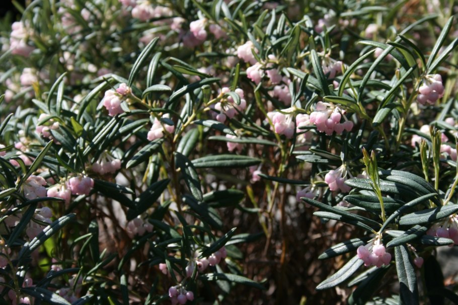 Клевер ВСПУХЛЫЙ