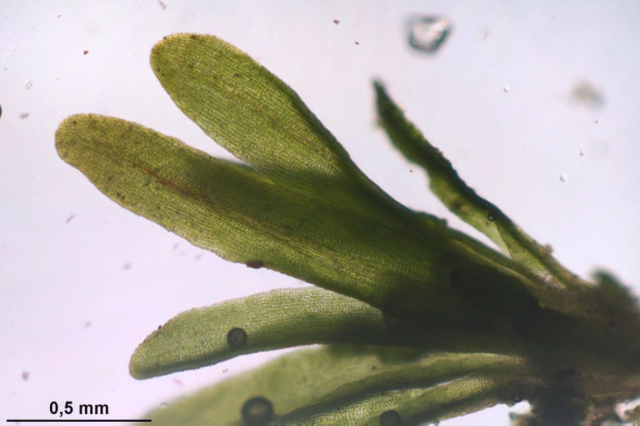 Дифисциум фото