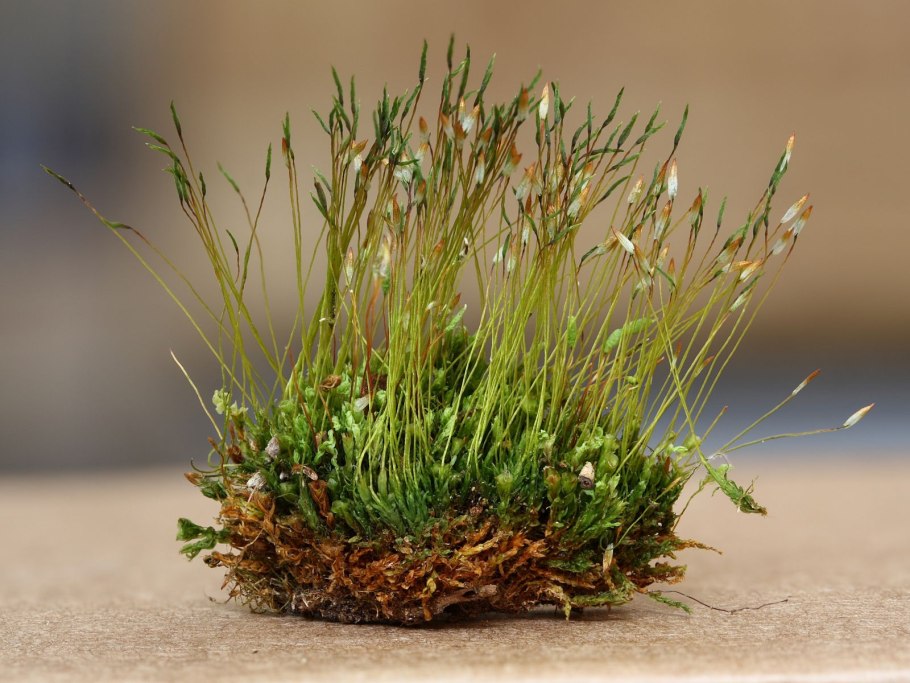 Anthyllis polyphylla