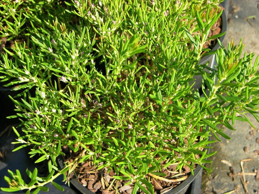 Оносма Губерлинская