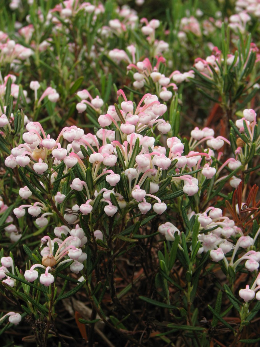 Люпин многолистный Триколор