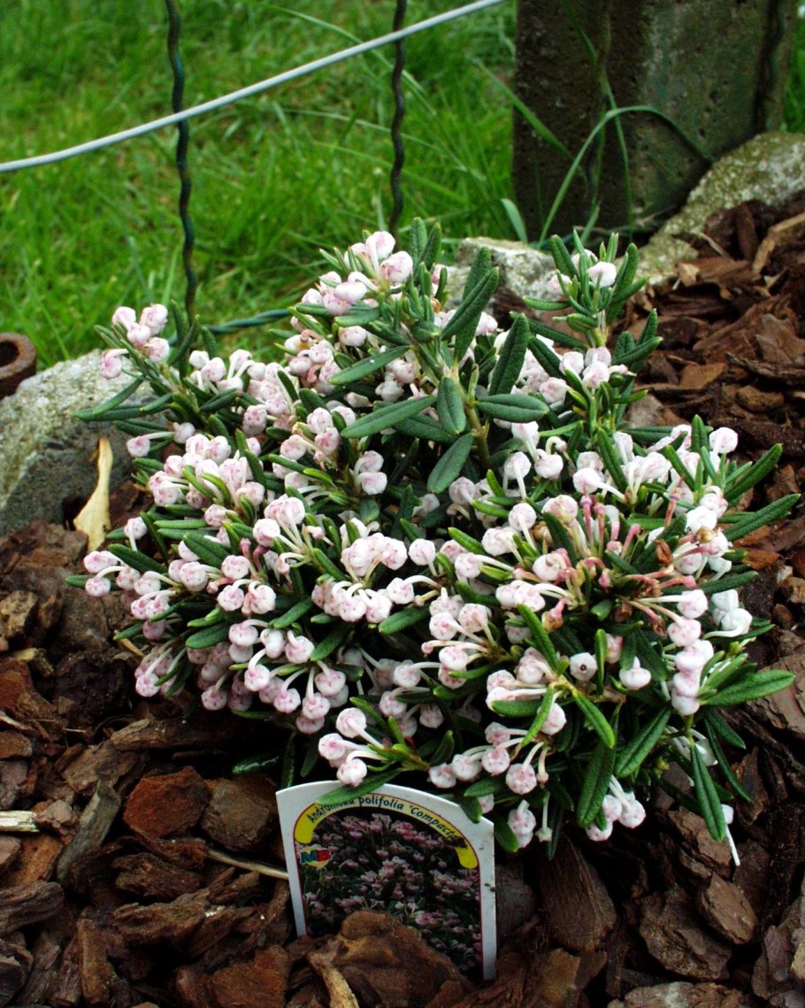 Подбел дубровниколистный