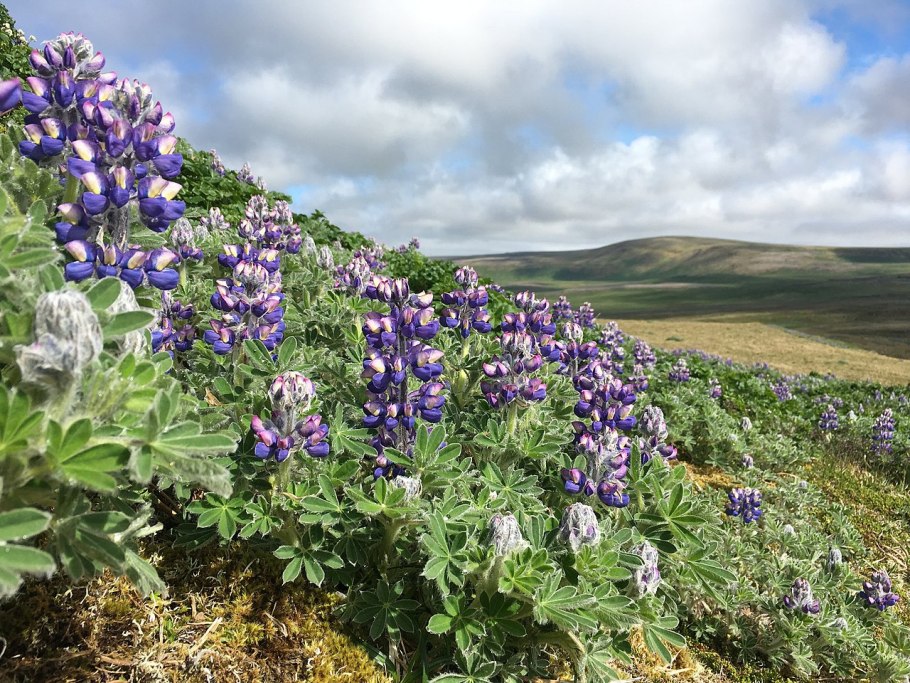 Лекарственное растение многолистни