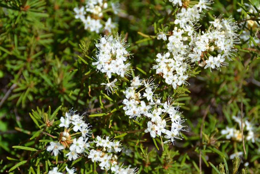 Цветок Кефея