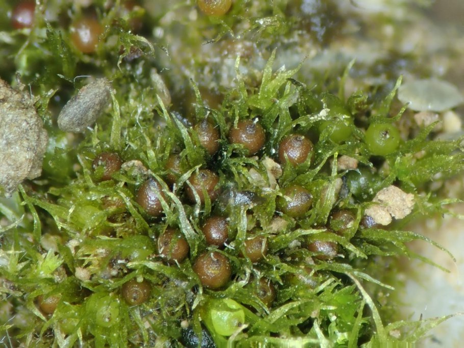 Diphyscium foliosum