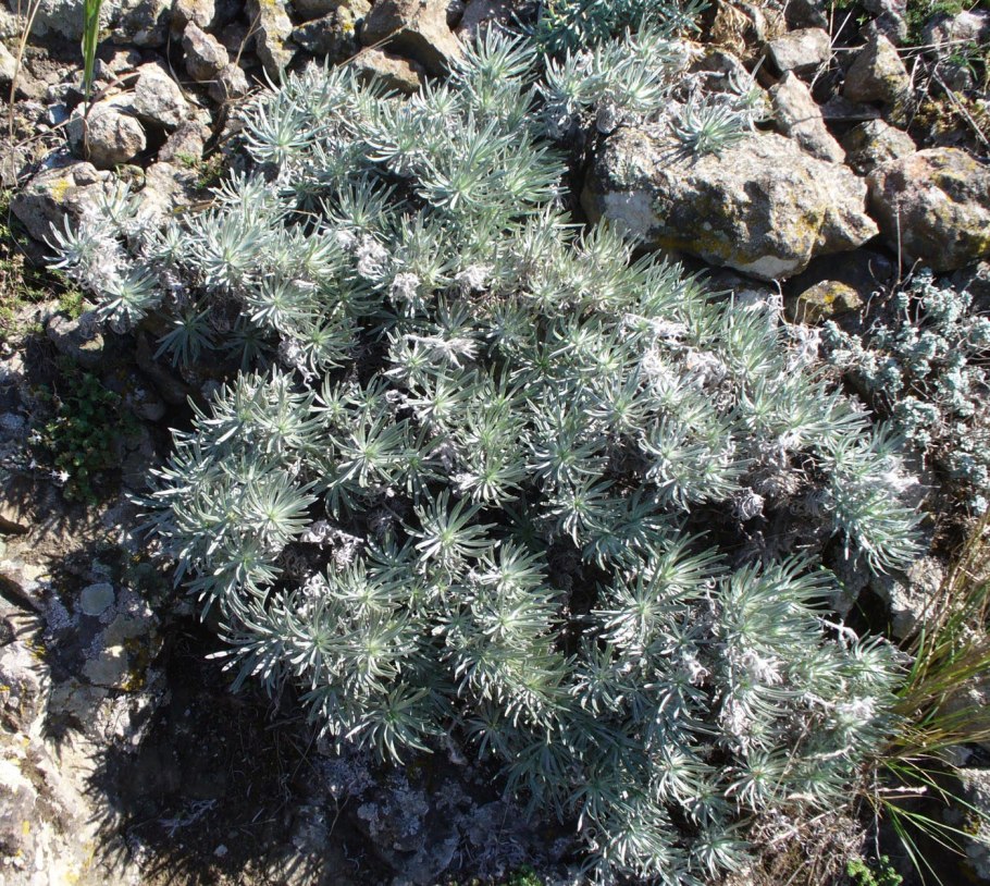 Diphyscium foliosum