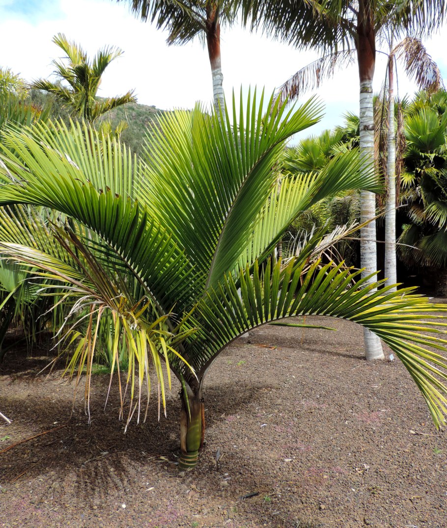 Ропалостилис Пальма комнатная