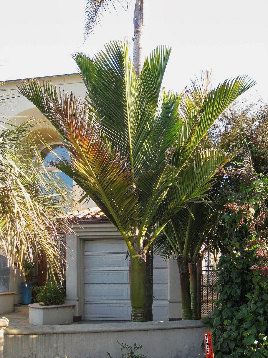 Пальма никау