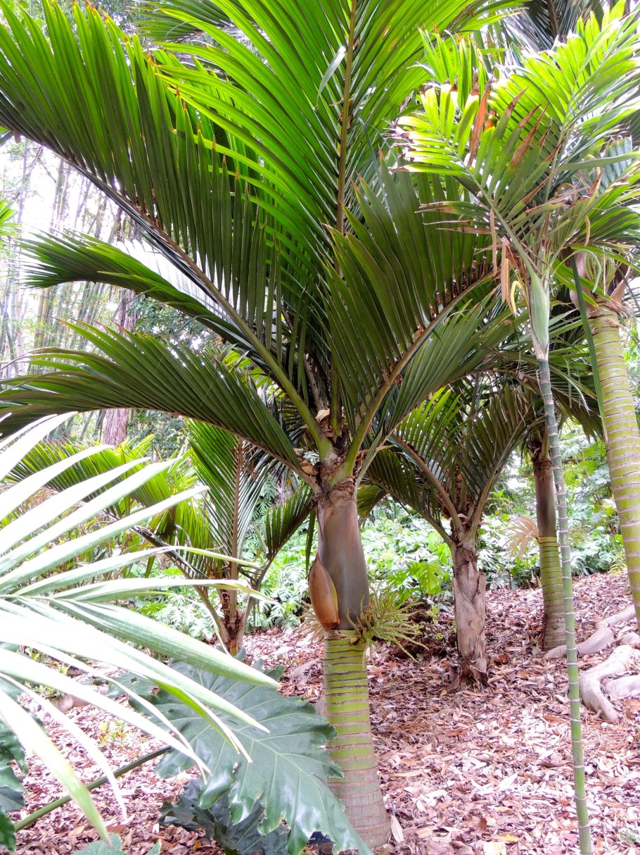 Ропалостилис Пальма