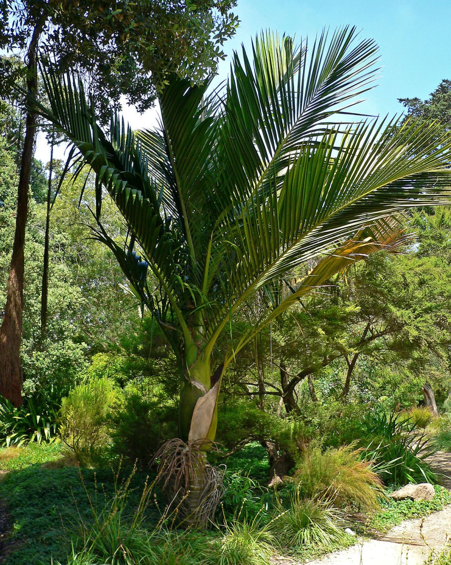 Ропалостилис Бауэра