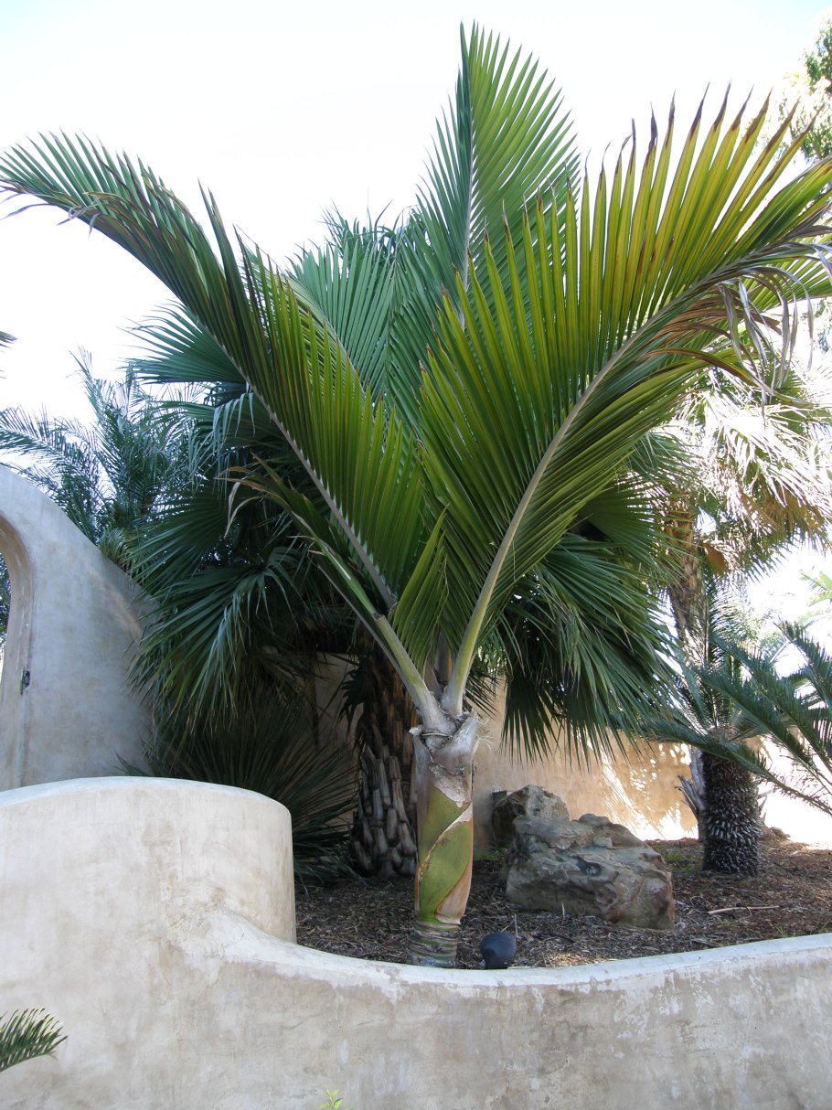 Ропалостилис Бауэра в комнате