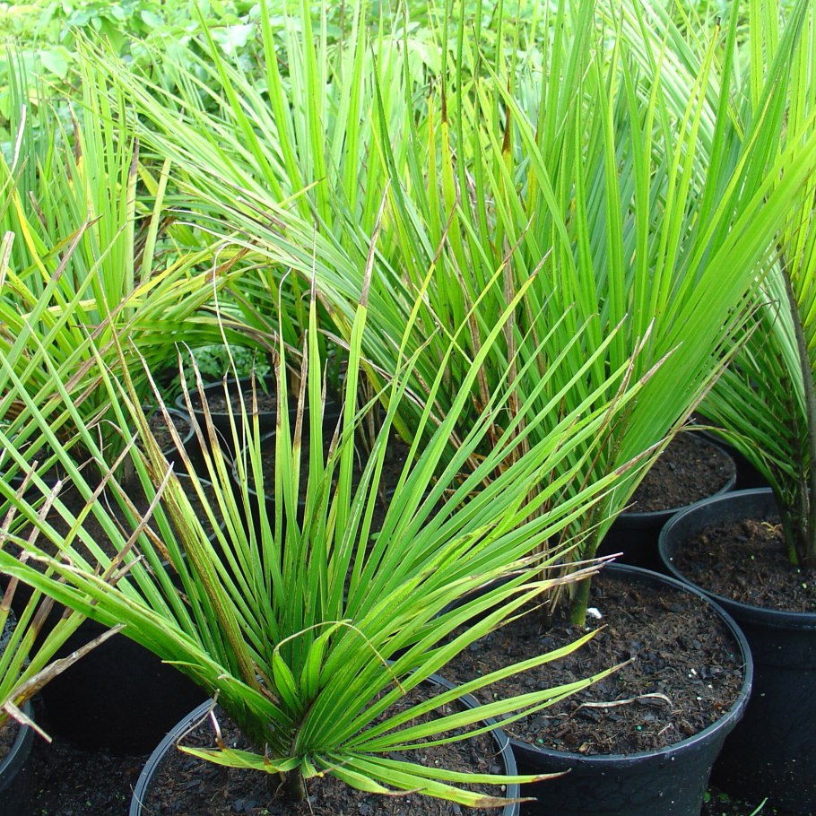 Ропалостилис фото