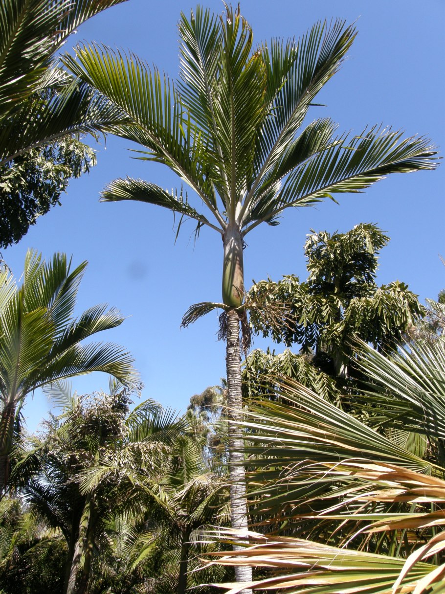 Ропалостилис Пальма