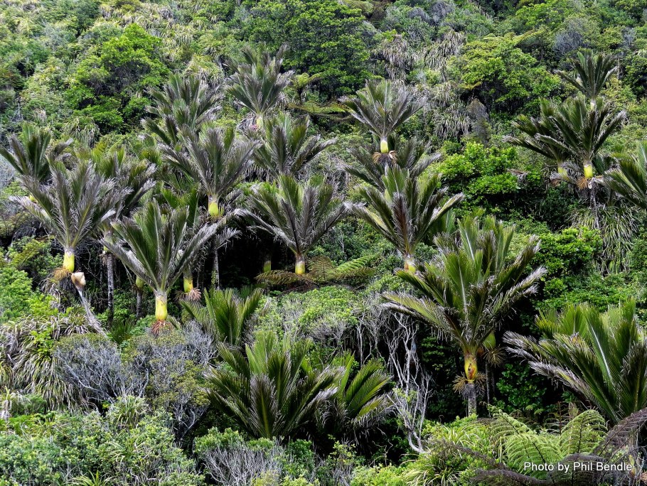 Rhopalostylis sapida