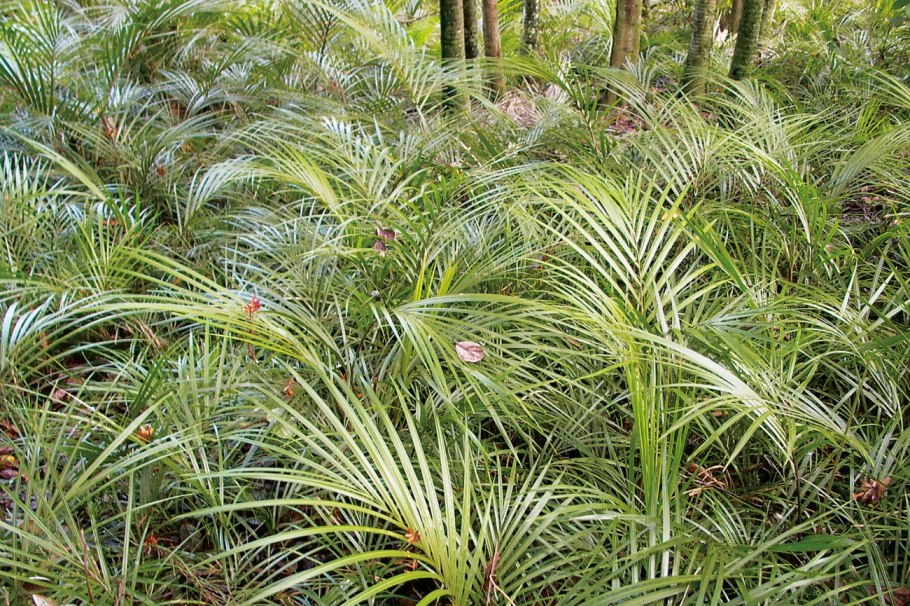 Ропалостилис Бауэра