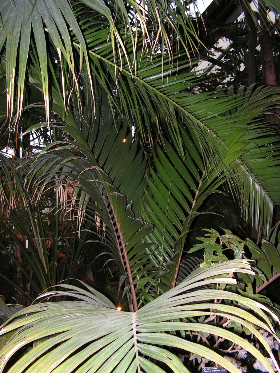 Ропалостилис Пальма