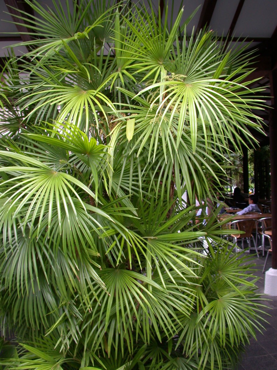 Archontophoenix alexandrae