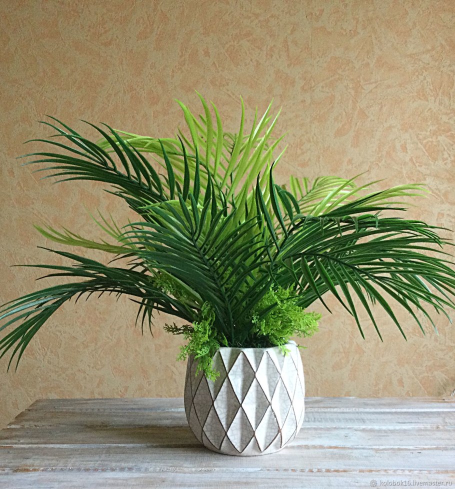 Ховея Кентия Бельмора