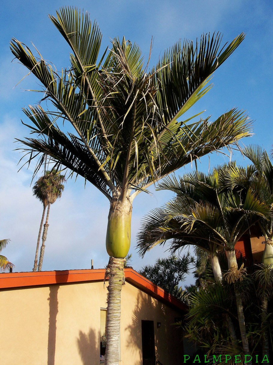 Коккотринакс Барбадосский