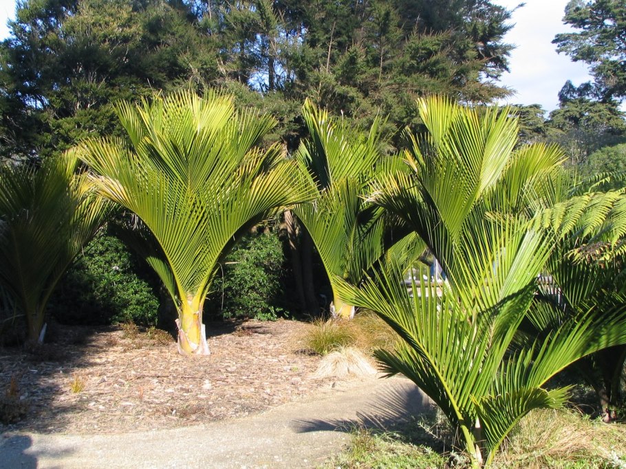 Киви на Пальме