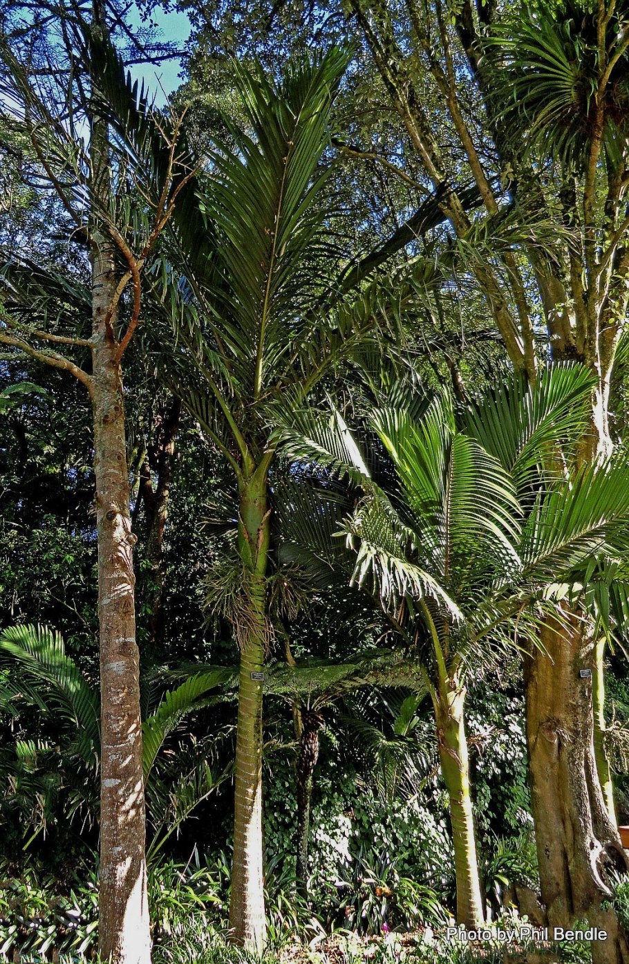 Ропалостилис Бауэра