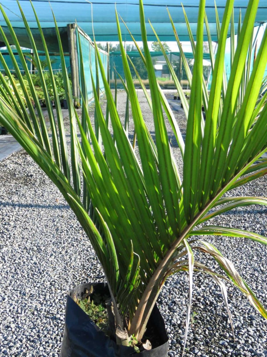 Коккотринакс Барбадосский