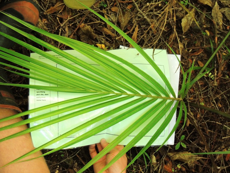 Новая Зеландия пальмы