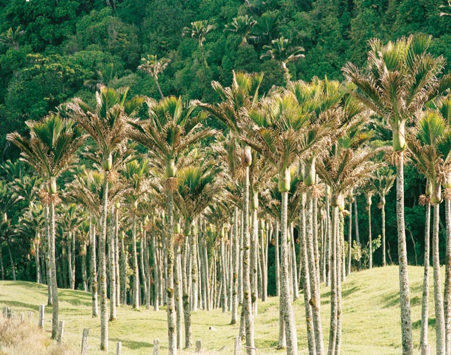 Ропалостилис Пальма