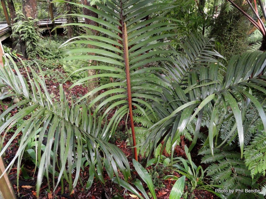 Ропалостилис Пальма