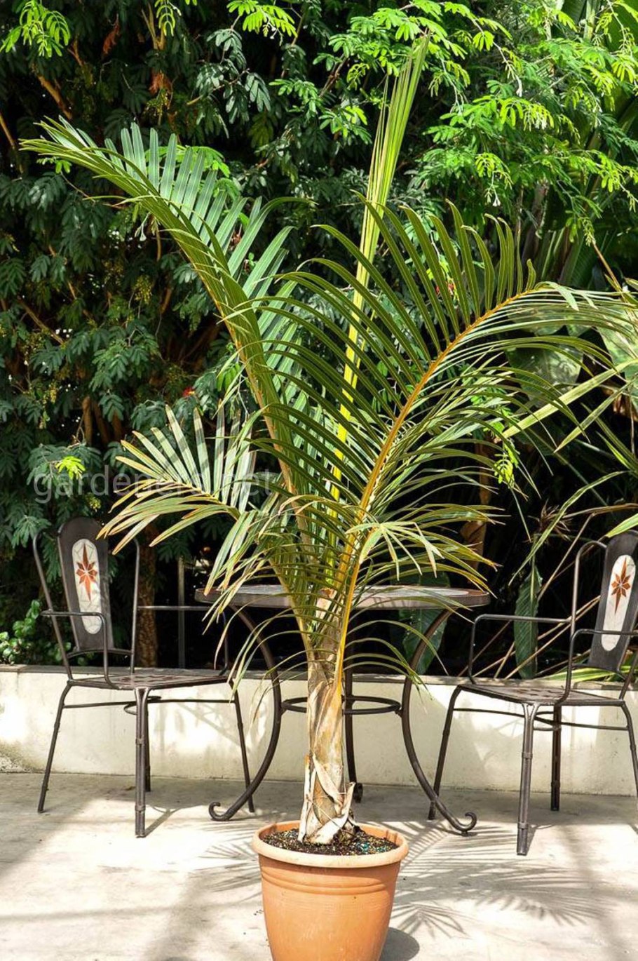 Пальма Гиофорба Вершаффельта