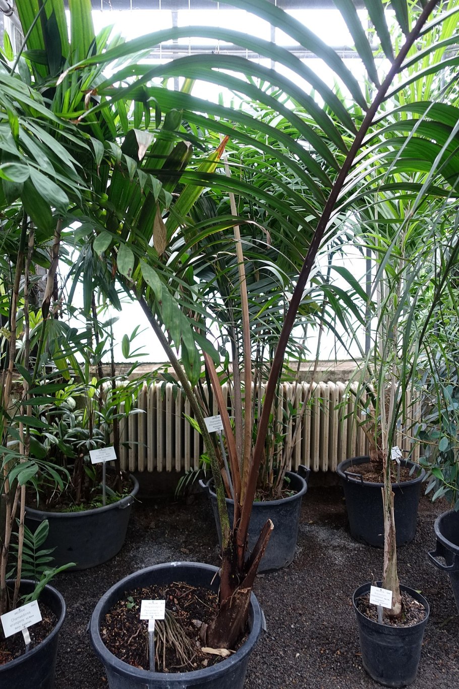 Финиковая Пальма комнатная