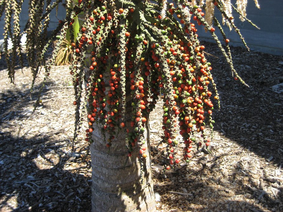 Палермо Реколетос